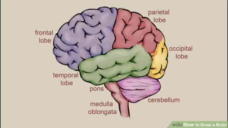 Image intitulée Dessiner un Cerveau Étape 8 preview